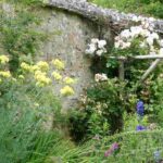 Que planter contre un mur exposé à l'ouest ?