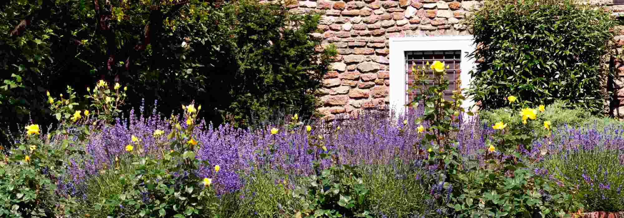 Que planter au pied d'un mur exposé sud ?