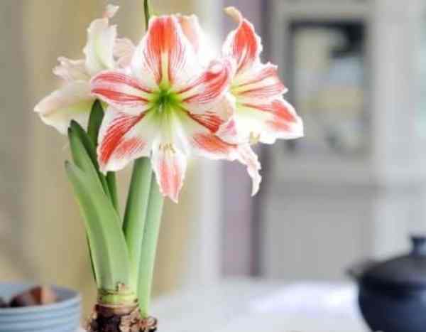 Comment rater magistralement la culture des amaryllis ?