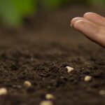 Les semis d'automne sous abri pour prolonger la saison de jardinage