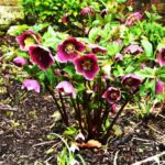 Quand et comment tailler les hellébores ?