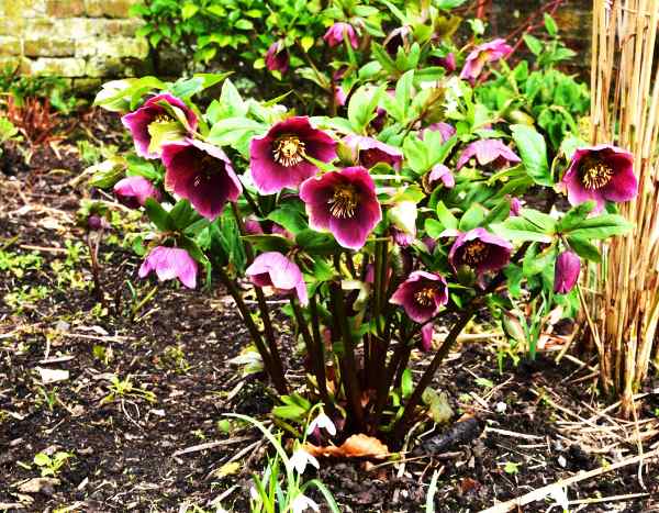 Quand et comment tailler les hellébores ?