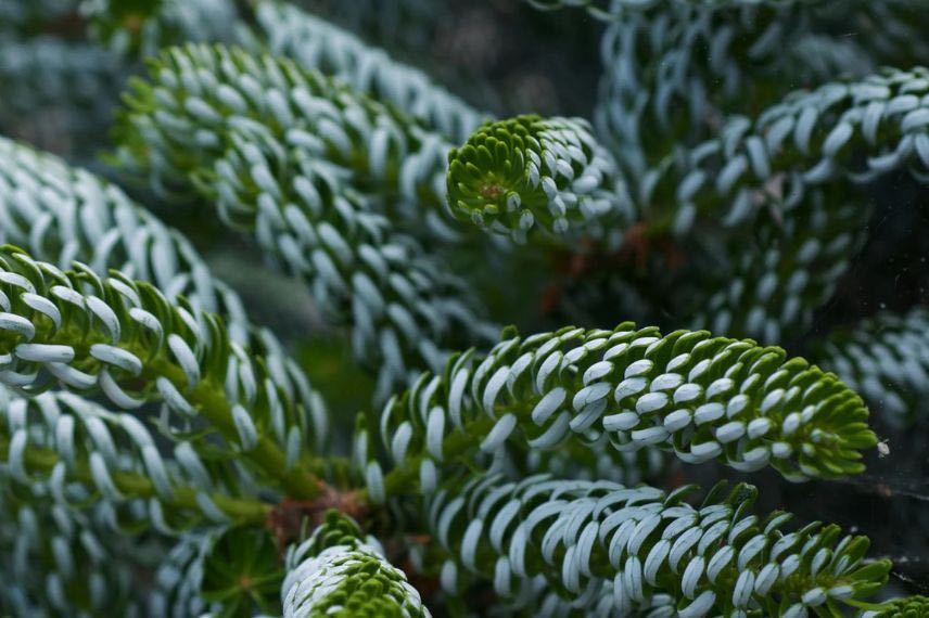 feuillage coloré de sapin
