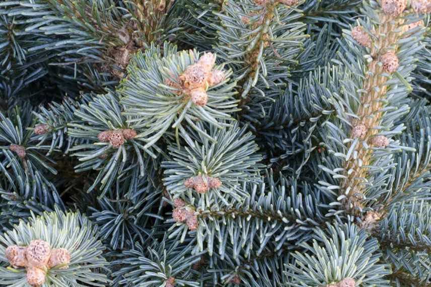 sapin feuillage gris