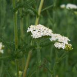 Les achillées à feuillage vert : comment les utiliser et profiter de leurs atouts au jardin ?