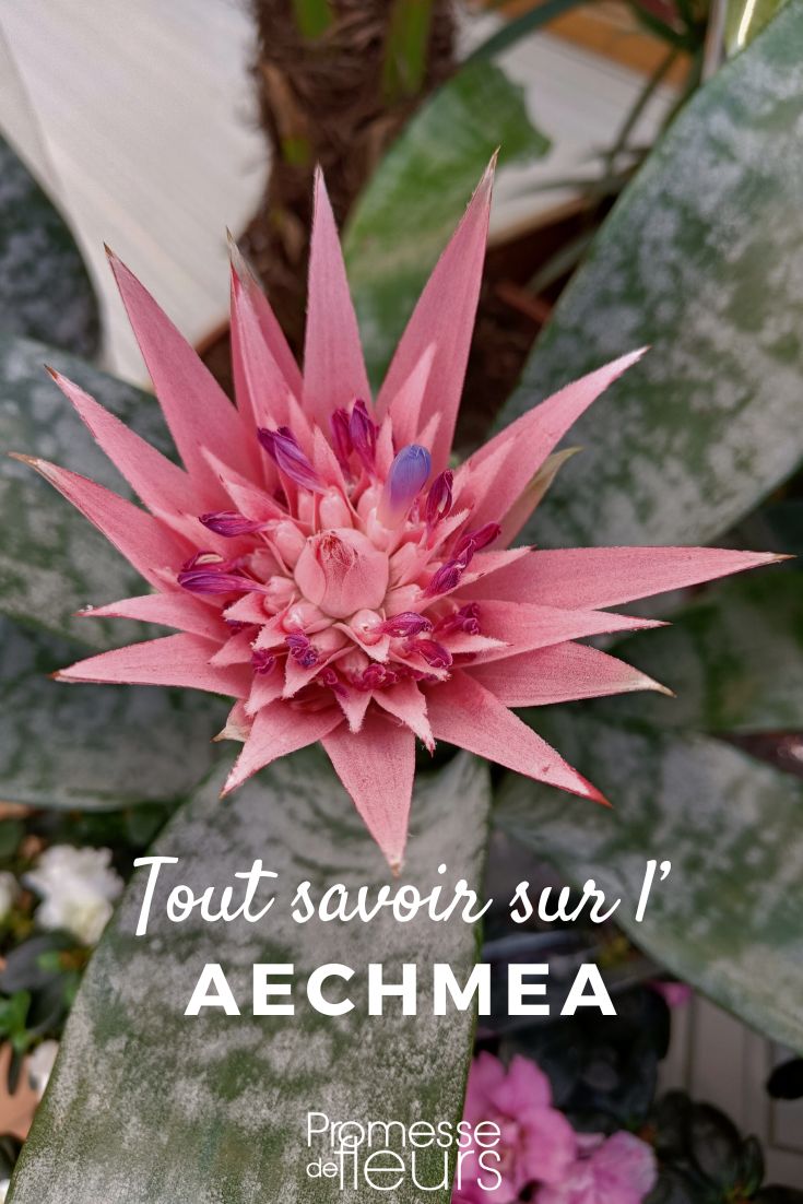 fleur rose d'Aechmea