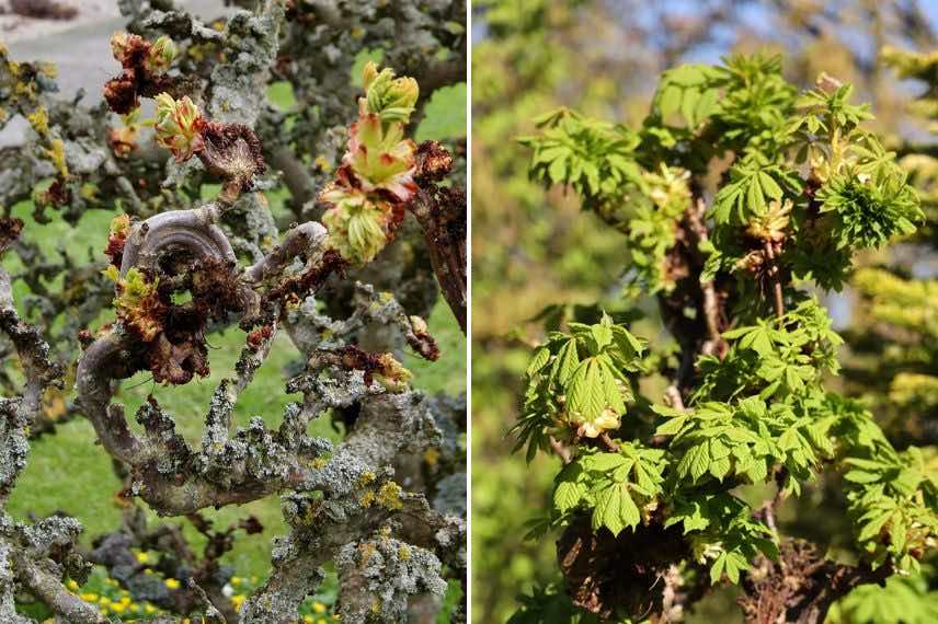 petit marronnier torteux