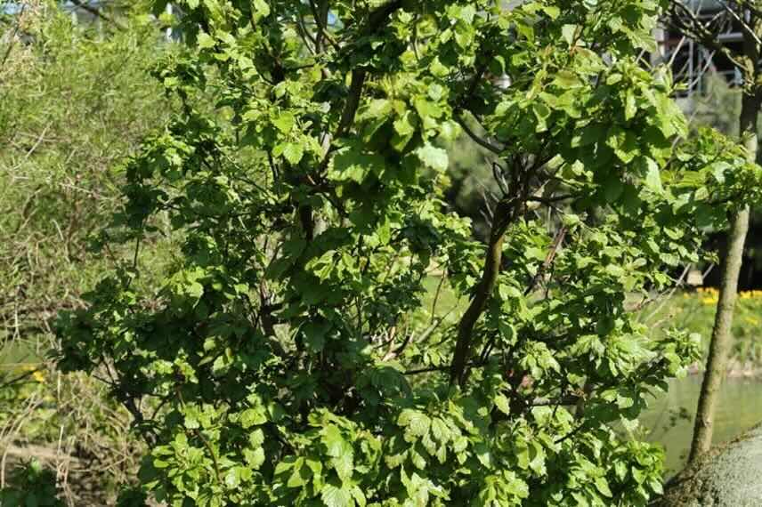 petit arbre Aulne Monstrosa