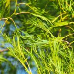 Alnus glutinosa ‘Imperialis’ : un petit arbre au port élégant