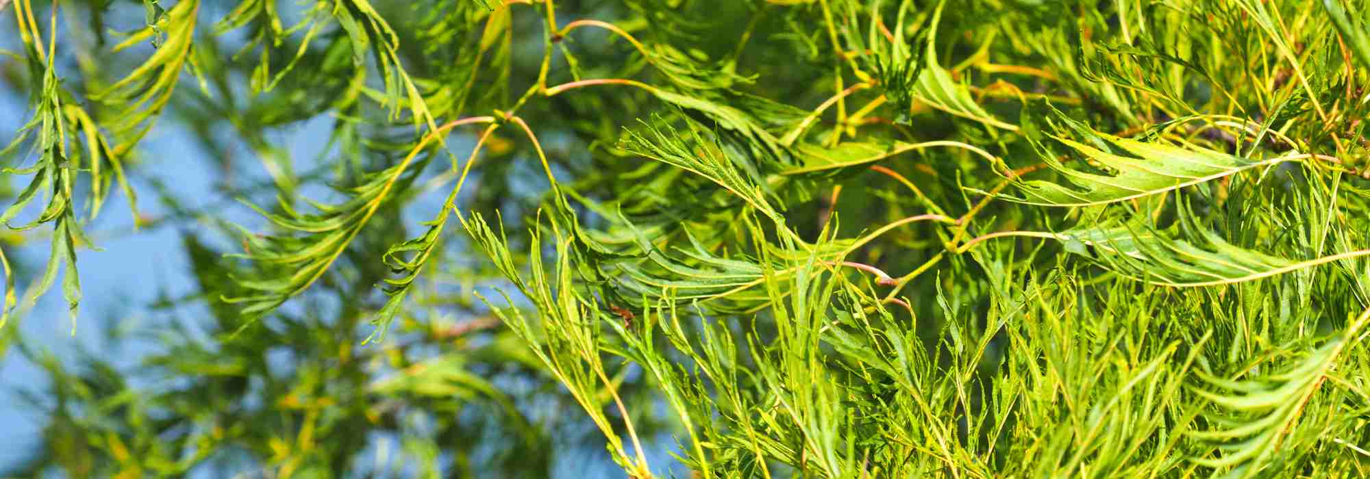Alnus glutinosa ‘Imperialis’ : un petit arbre au port élégant