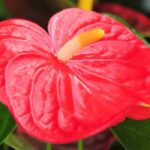 Anthurium - Langue de feu : cultiver et entretenir