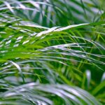 Areca : culture, plantation et entretien du palmier d’intérieur