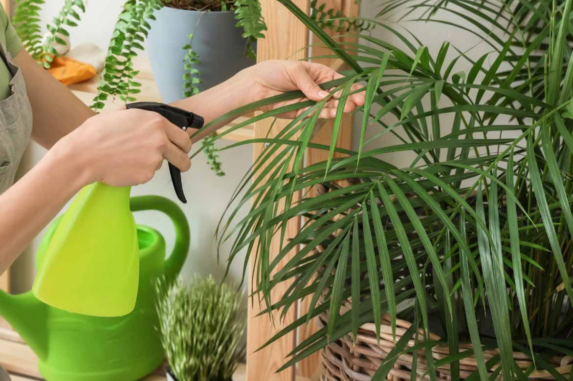 Entretenir un Areca, vaporiser de l'eau sur les feuilles