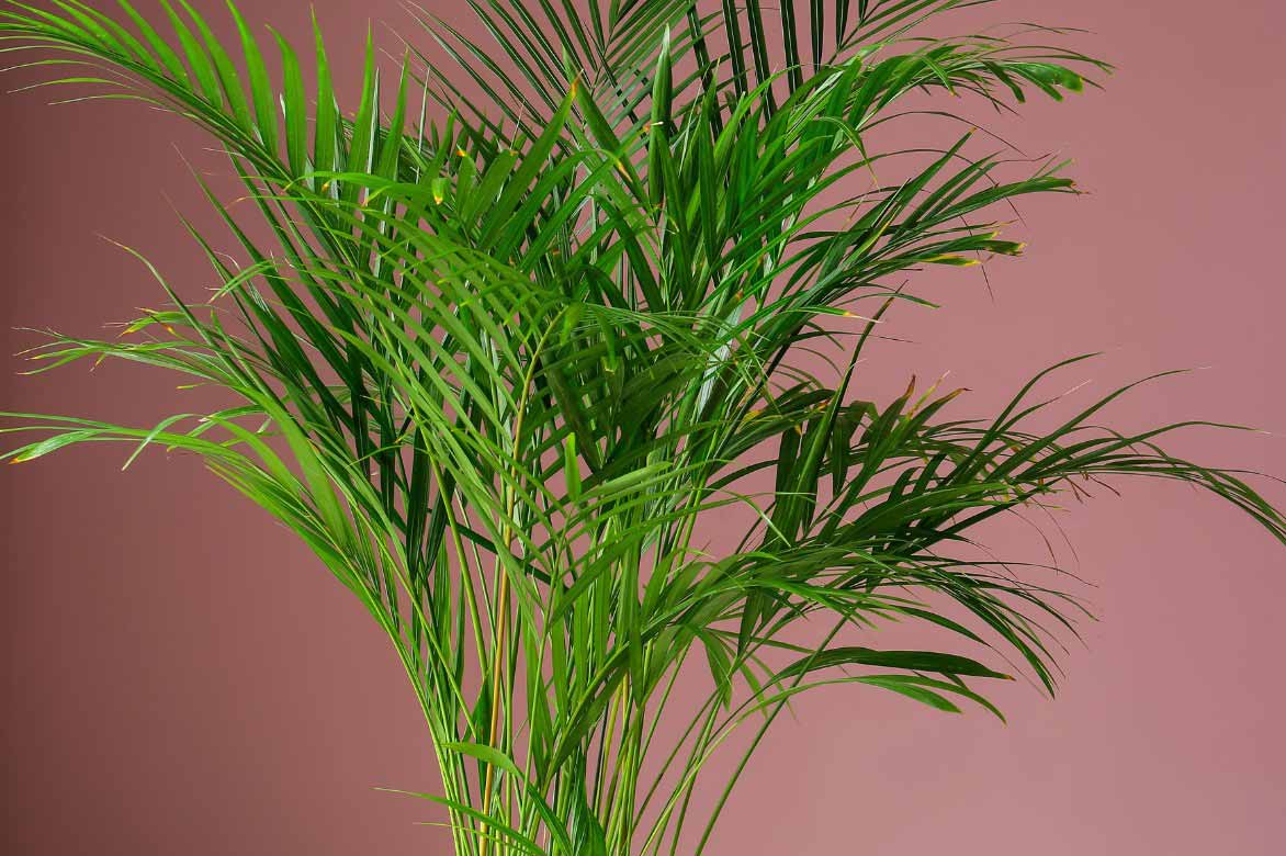 Areca, Dypsis lutescens, palmier d'intérieur