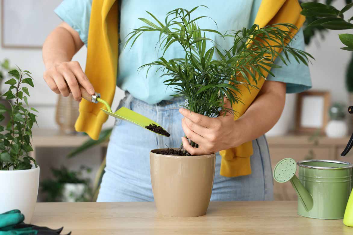 La plantation de l'Areca