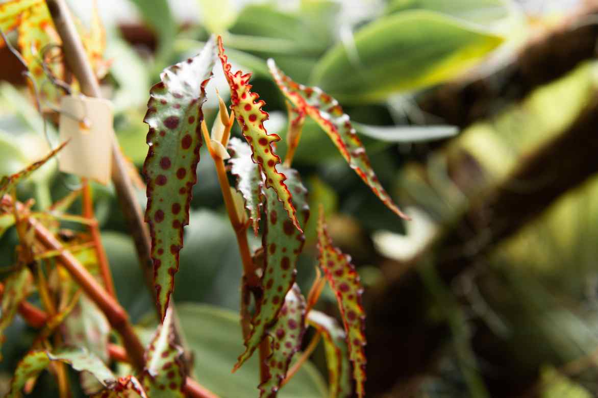 begonia feuillage remarquable