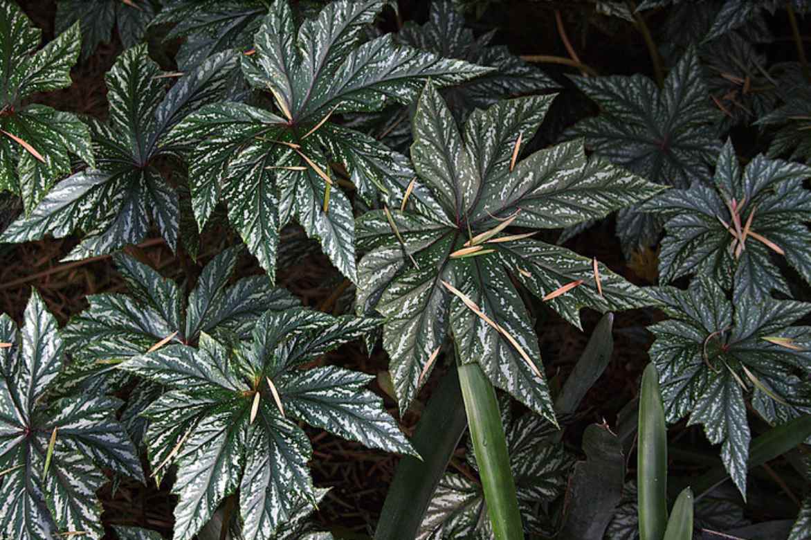 begonias feuillage decoratif ornemental