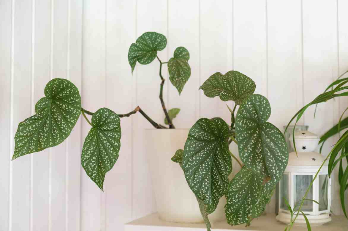 begonias d interieur deco