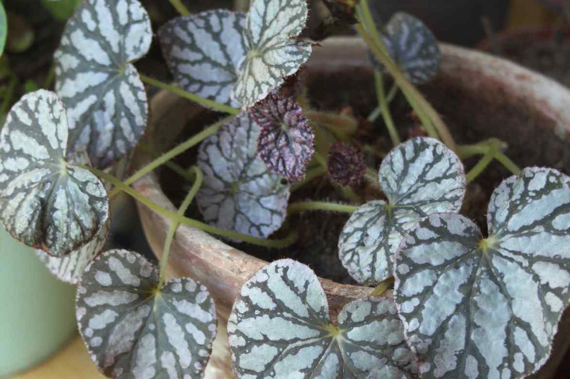 begonia d interieur