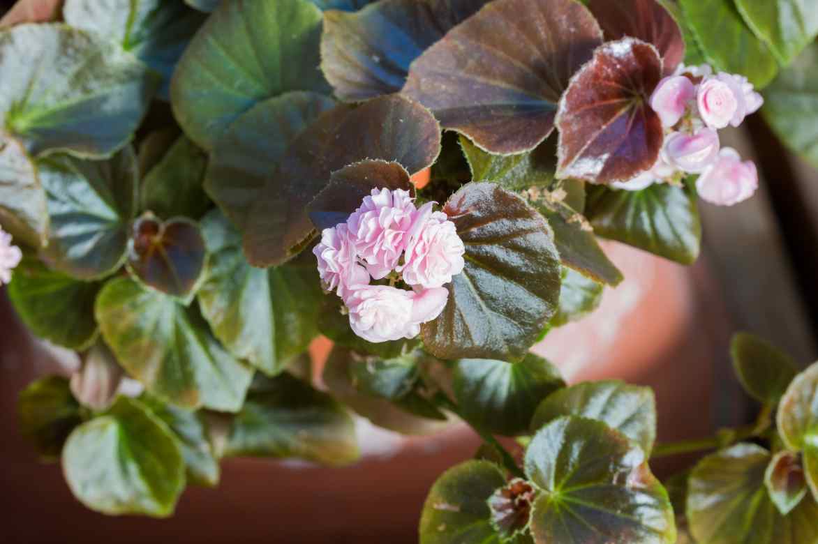begonias interieurs les plus beaux