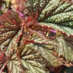 Bégonias d'intérieur : cultiver et entretenir