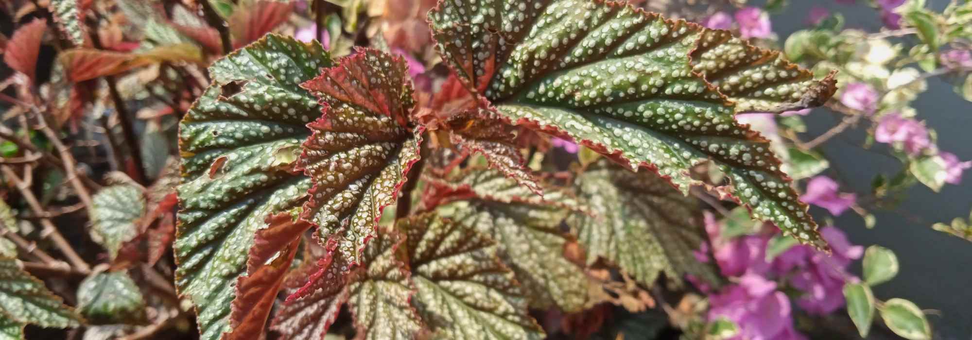 Bégonias d'intérieur : cultiver et entretenir