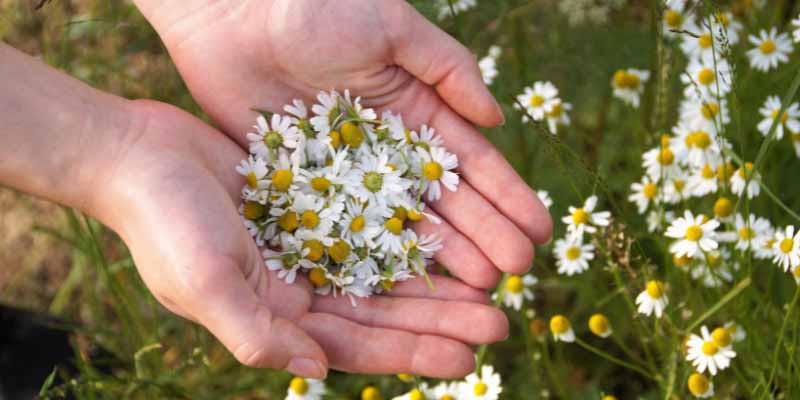Comment recolter les fleurs de camomille