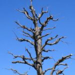 Comment et quand tailler un marronnier ?