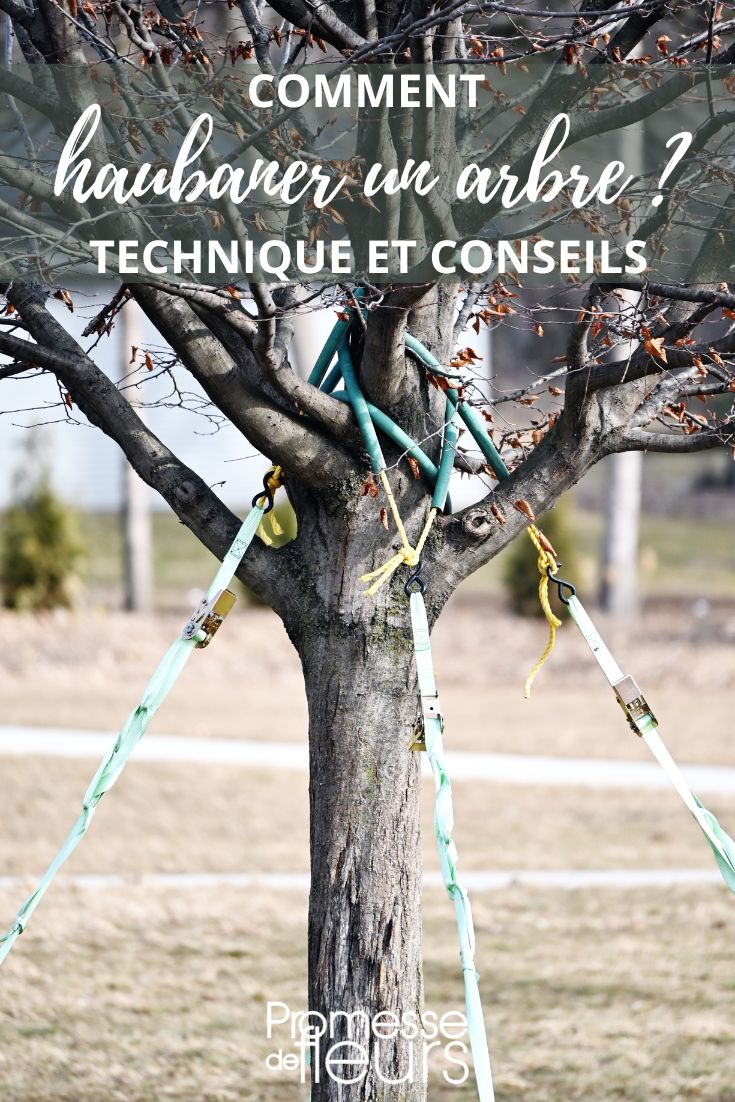 arbre avec sangle