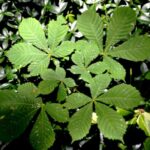 Comment multiplier le marronnier ?