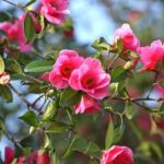 Comment rajeunir un camélia : techniques et conseils