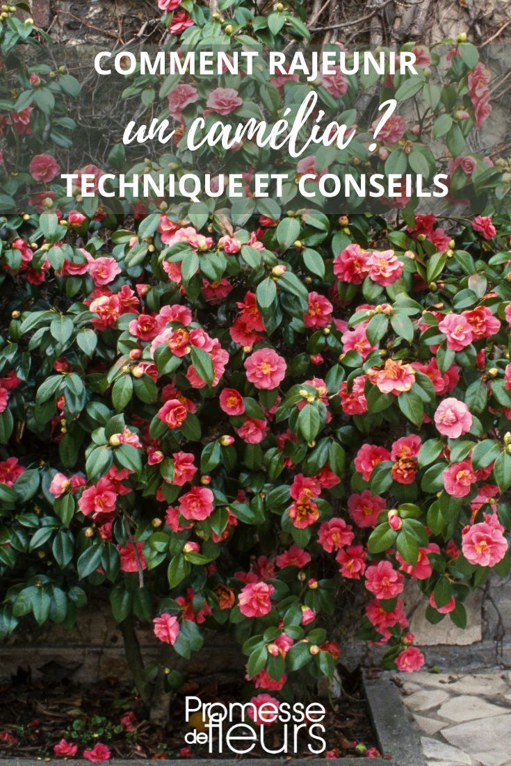 entretien vieux camelia