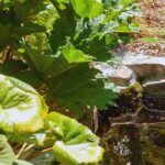 Comment végétaliser les abords d’un bassin ?