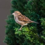 Participez au comptage des oiseaux des jardins !