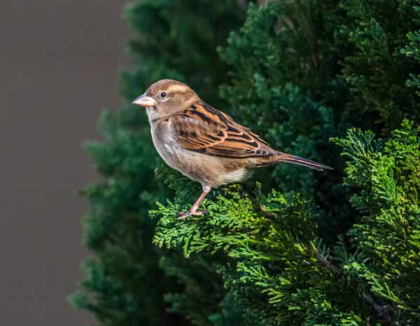 Participez au comptage des oiseaux des jardins !