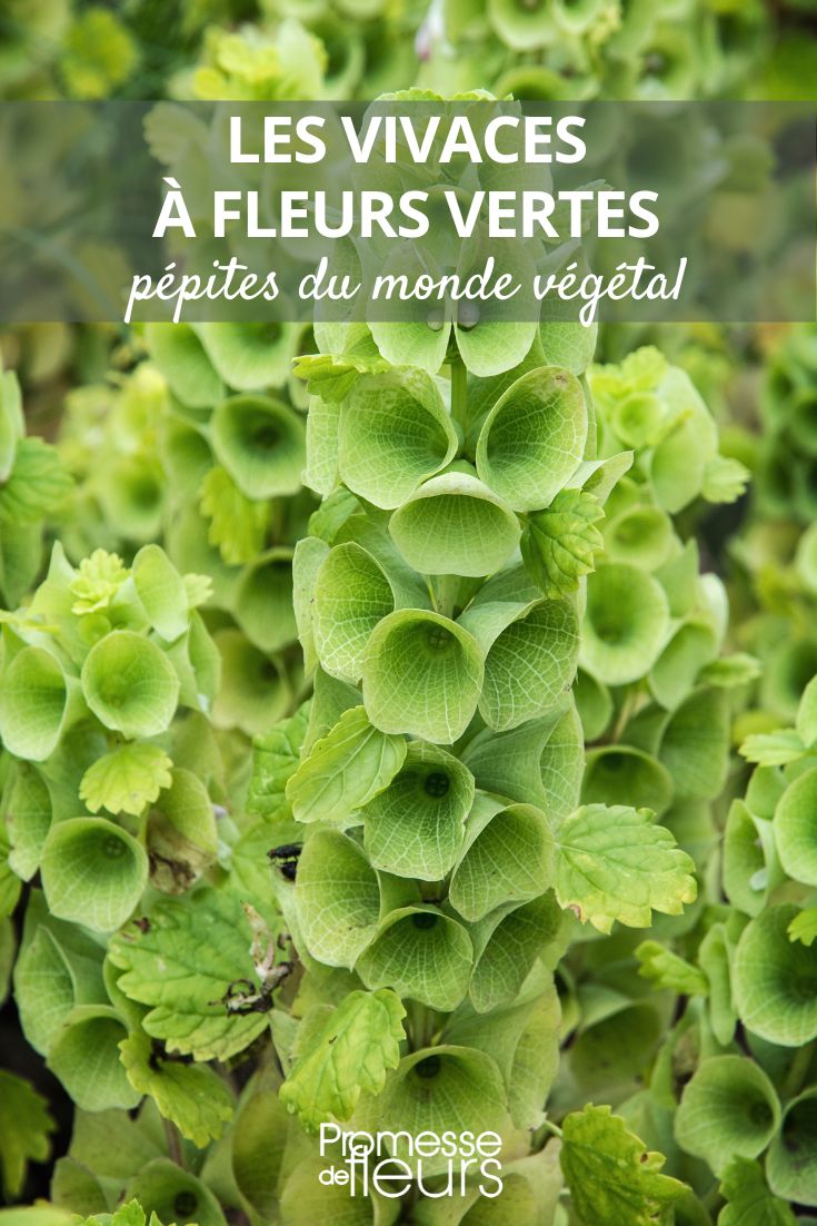 Moluccella laevis