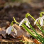 Comment entretenir les perce-neige après leur floraison ?