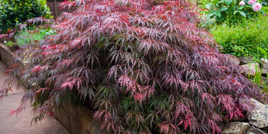 Erable du Japon - Acer palmatum 'Dissectum Garnet'