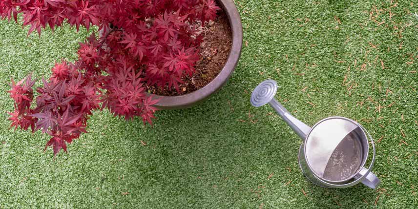 Arrosage Erable du Japon cultivé en pot