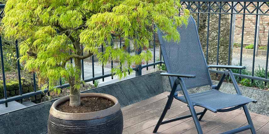 Erable du Japon en pot sur une terrasse
