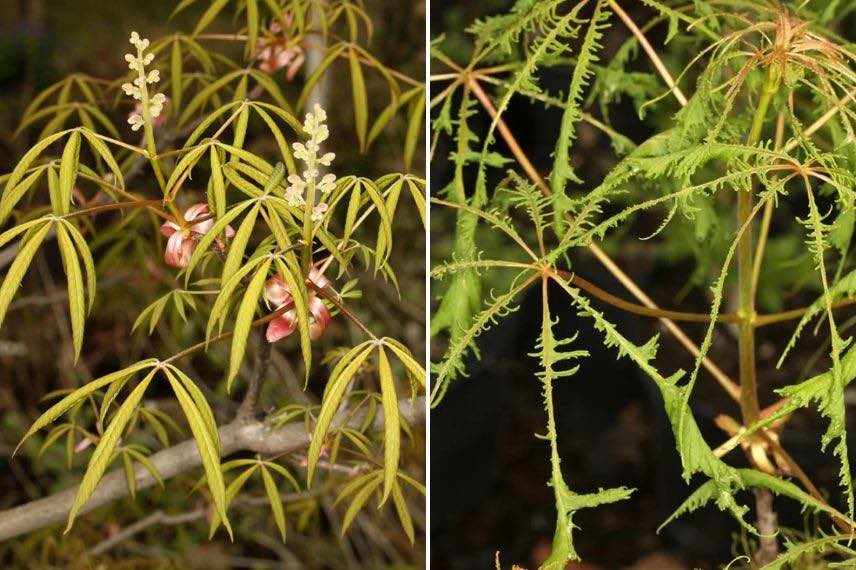 feuillage découpé de marronniers