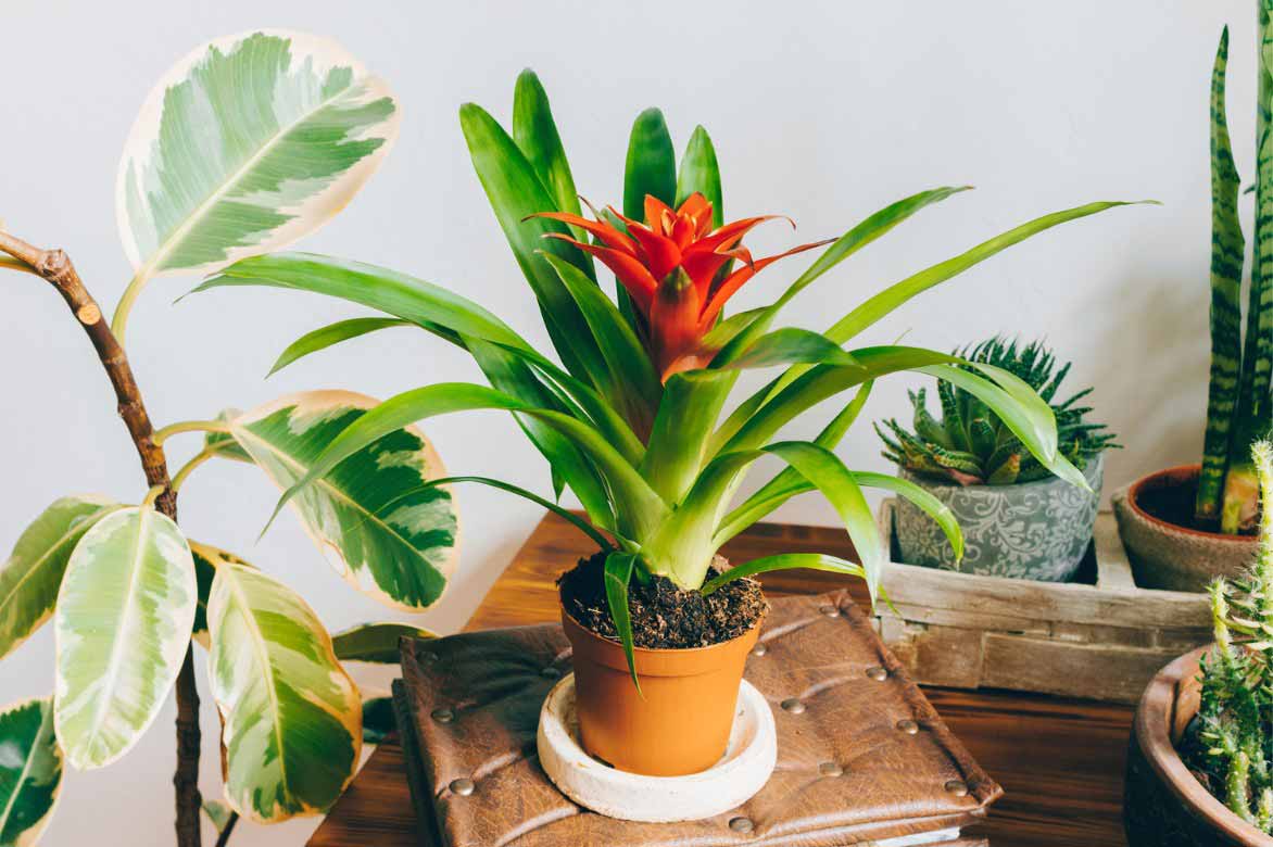 Guzmania lingulata cultivé en intérieur