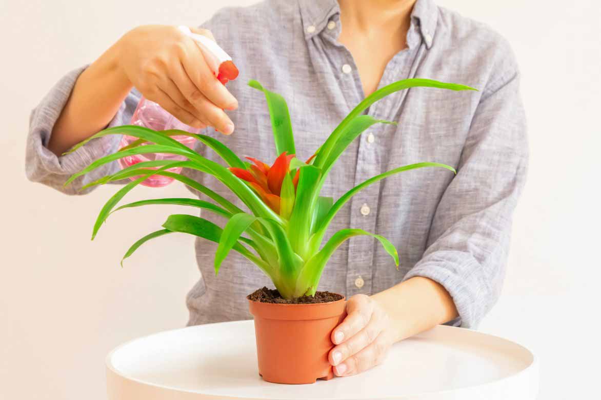 Entretenir un Guzmania - Vaporiser le feuillage
