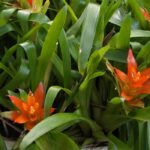 Guzmania : entretien, plantation et conseils