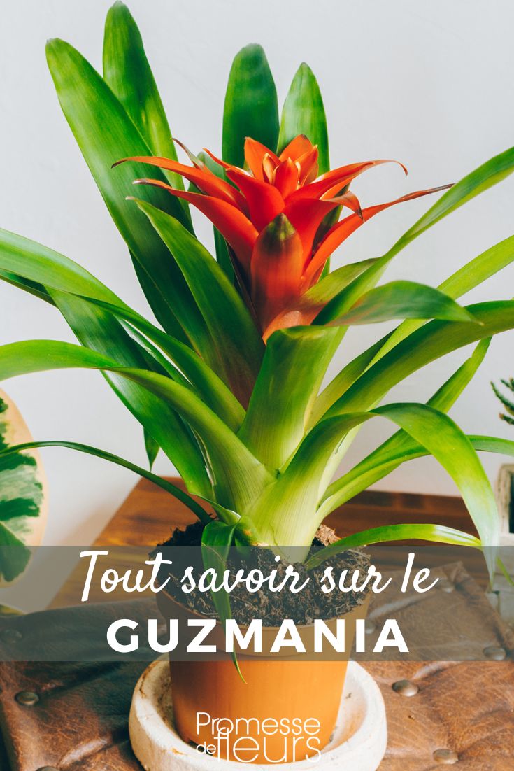 tout savoir sur le Guzmania
