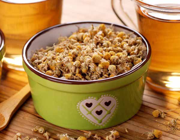 Comment faire de l'infusion et de la macération de camomille pour booster vos cultures ?