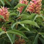 Comment choisir un marronnier adapté à votre jardin ?