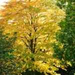 Comment multiplier l'Arbre à caramel ?