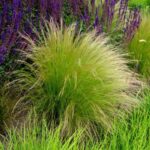 Comment peigner et entretenir les stipas : le guide complet