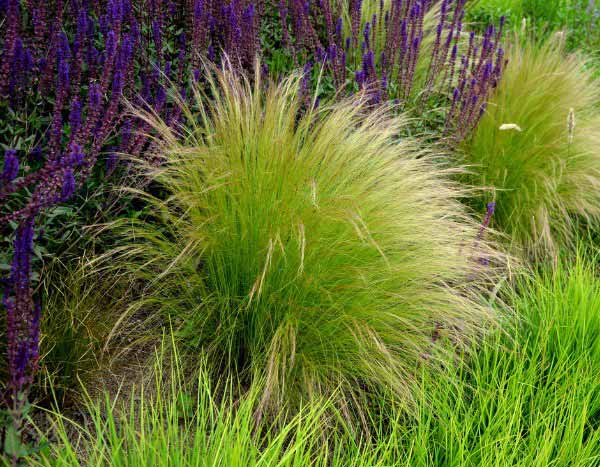 Comment peigner et entretenir les stipas : le guide complet